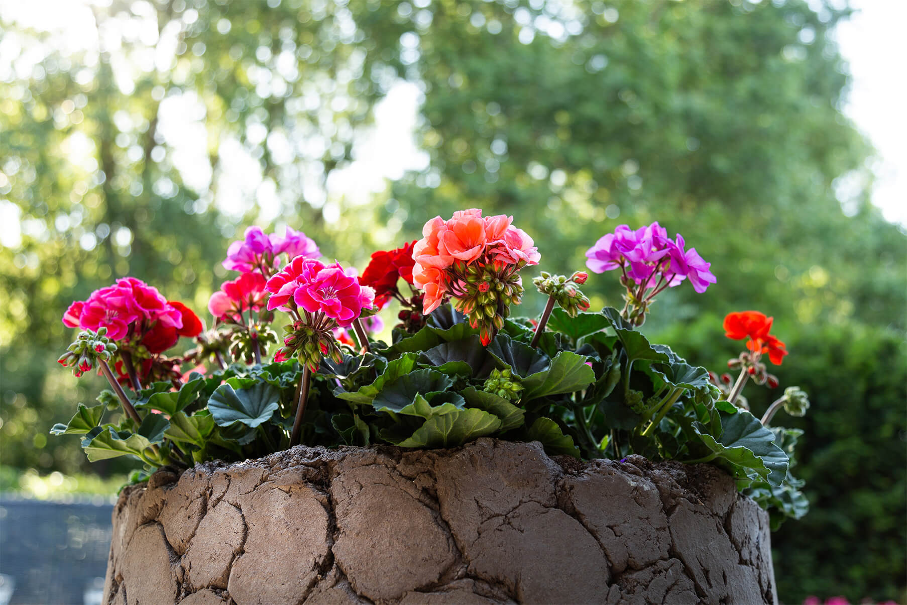 Bergcamp - pelargonium - 2