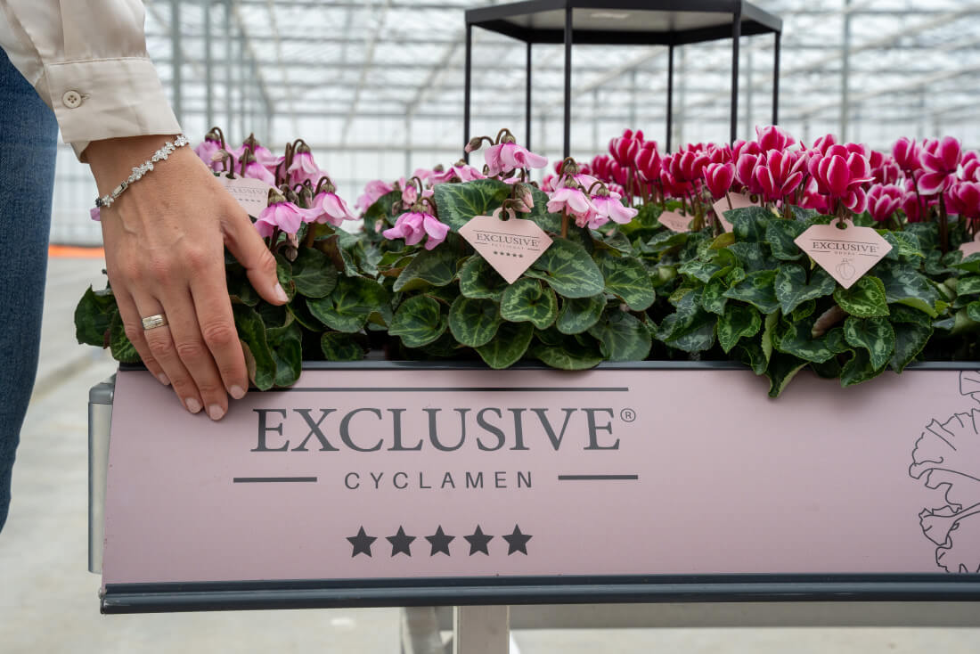 Bergcamp - exclusive-consumer - Exclusive cyclamen1