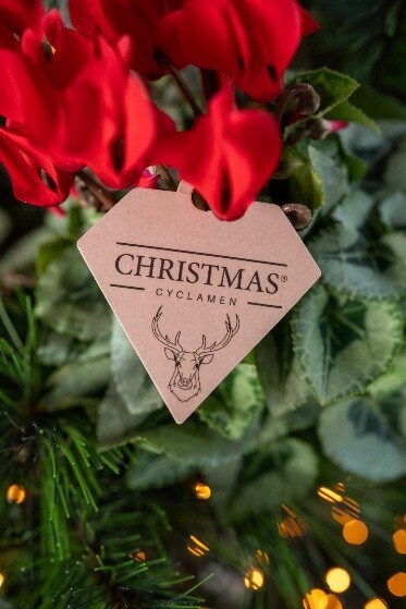 Bergcamp - Christmas Bergcamp - Christmas