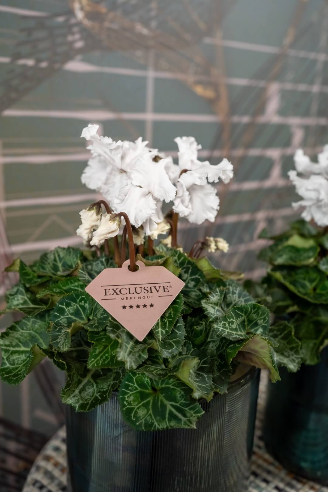 Bergcamp - Cyclamen Exclusive- Bergcamp (23) Bergcamp - Cyclamen Exclusive- Bergcamp (23)