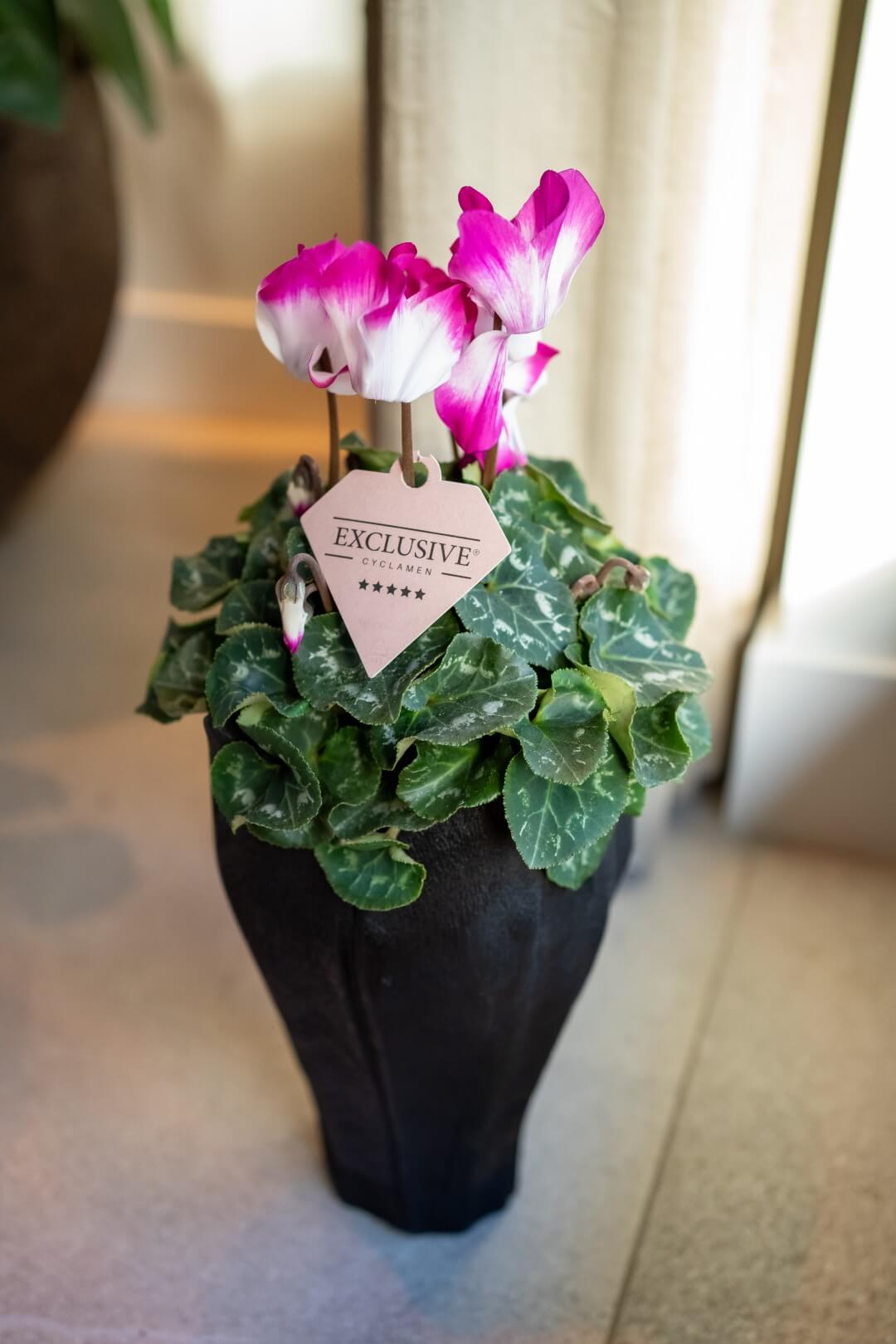 Bergcamp - Cyclamen Exclusive- Bergcamp (45) Bergcamp - Cyclamen Exclusive- Bergcamp (45)