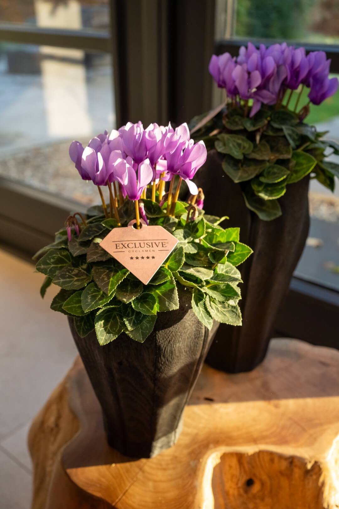 Bergcamp - Cyclamen Exclusive- Bergcamp (8) Bergcamp - Cyclamen Exclusive- Bergcamp (8)