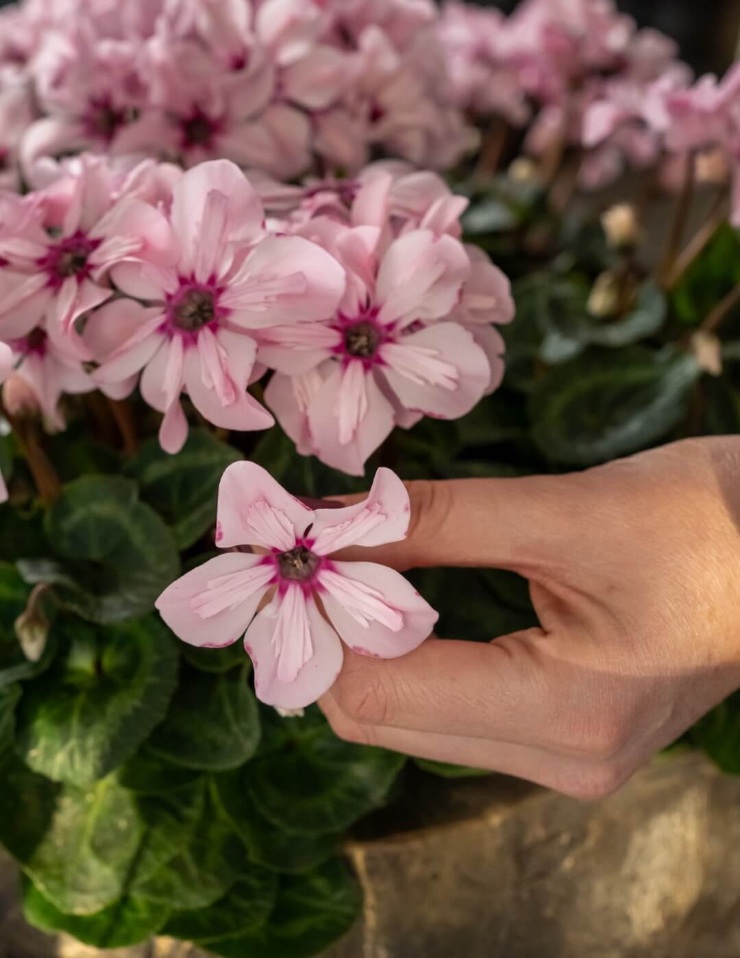 Bergcamp - Cyclamen Exclusive- Bergcamp Illusia (13) Bergcamp - Cyclamen Exclusive- Bergcamp Illusia (13)