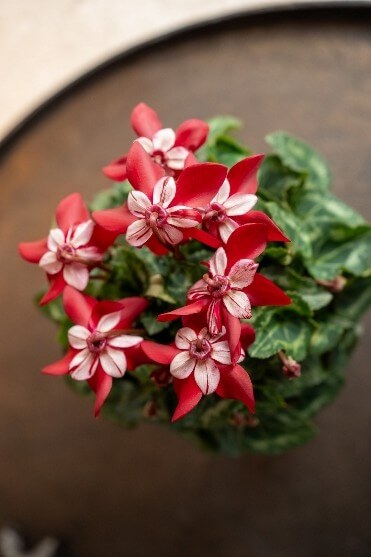 Bergcamp - Djix Bergcamp - Djix