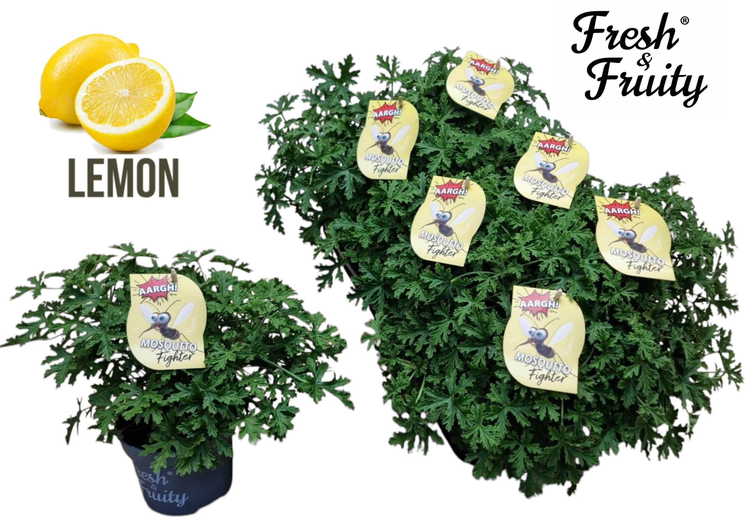 Bergcamp - Mosquito 1