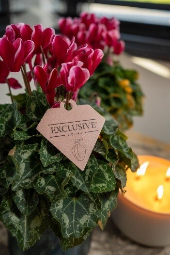 Bergcamp - O'dora Bergcamp - O'dora